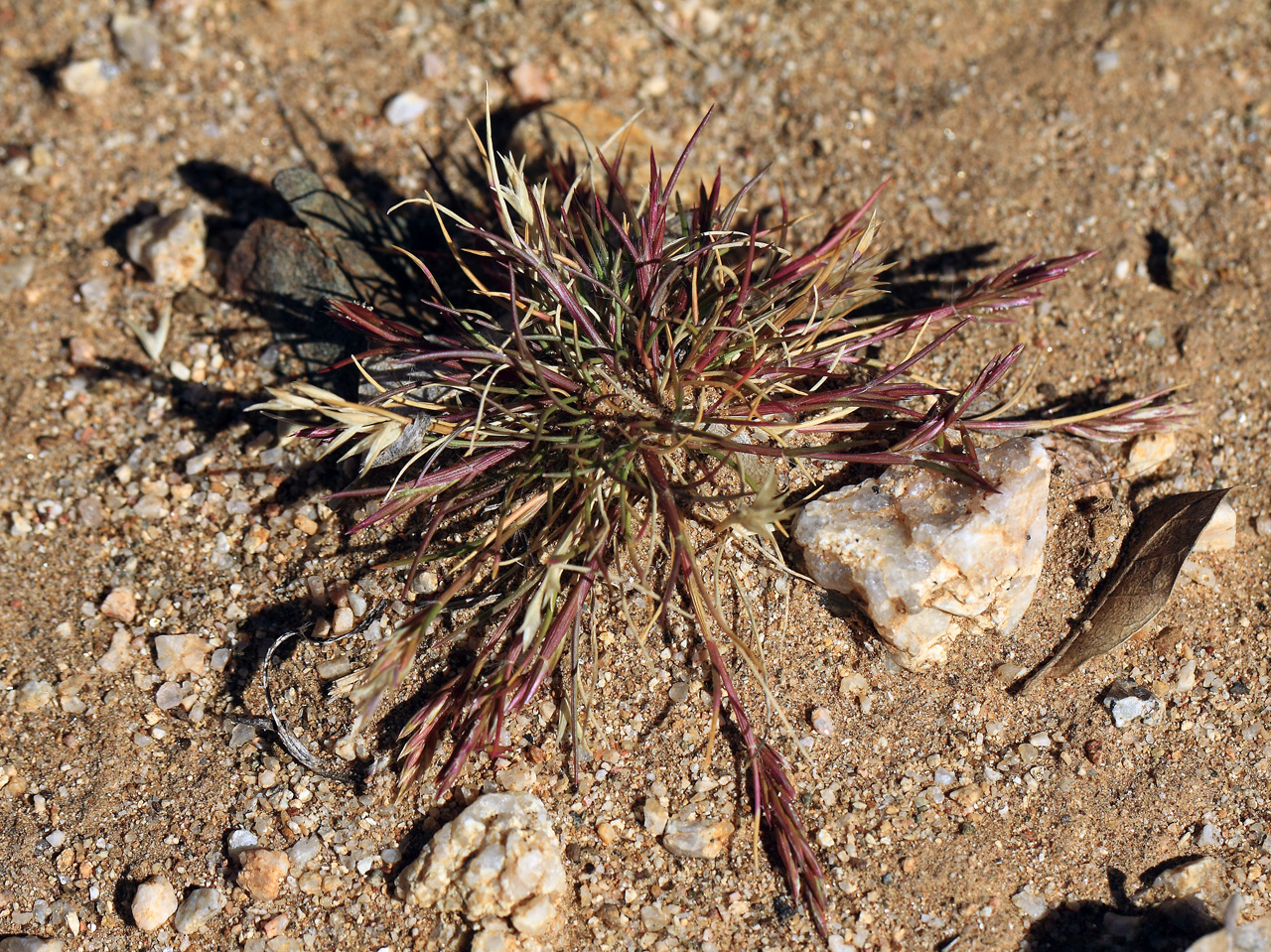 Growth habit with low stems and slightly spreading shape