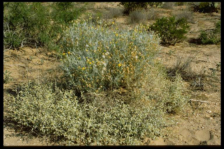 Bushy growth habit with plentiful foliage