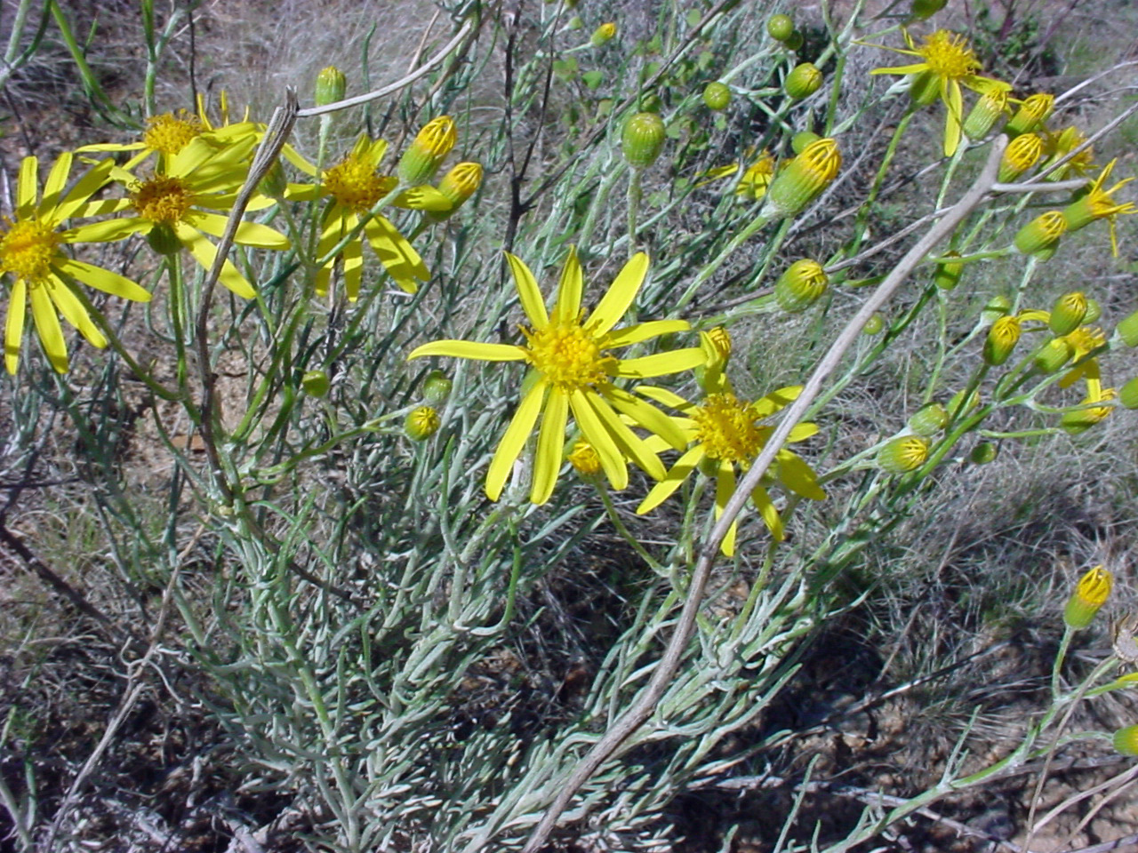 Flowers on stems with narrow but plentiful leaves