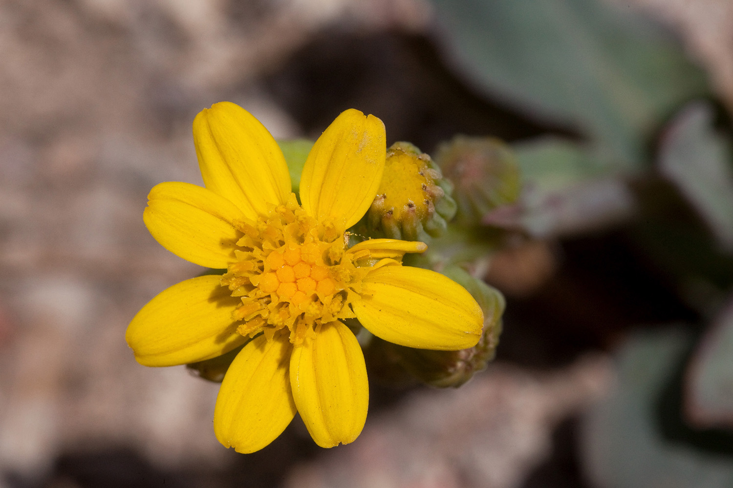 Senecio wootonii flower with small yellow rays and a darker yellow disk