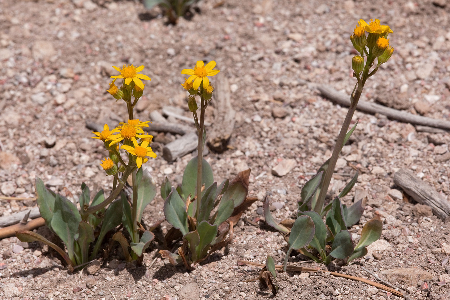 Growth habit of a young Senecio wootonii with basal leaves and a an upright stem containing several flowers at the top