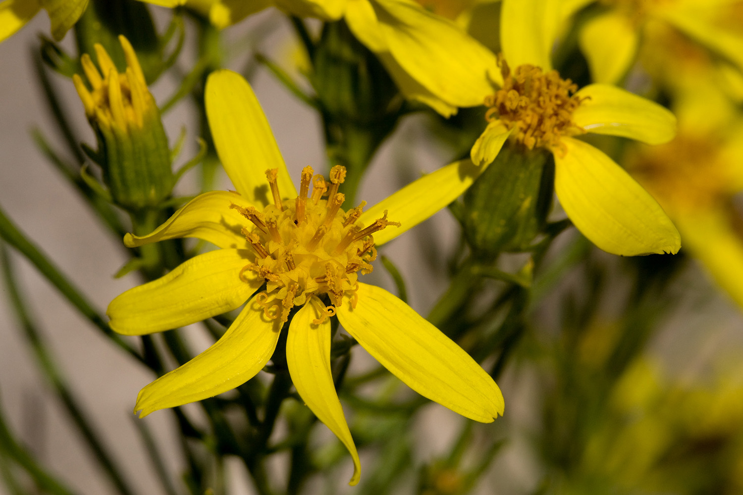 Widely spaced yellow rays and darker yellow disk flowers, which are quite distinct in this Senecio warnockii specimen
