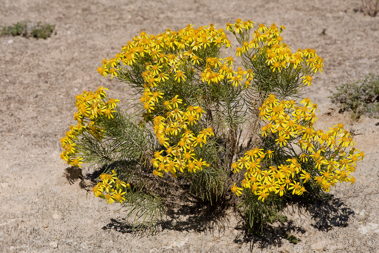 Brushy growth habit of Senecio warnockii with leaning stems