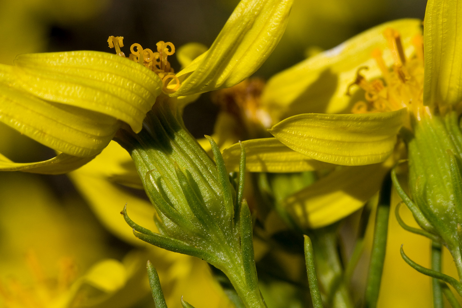 Close-up of the side of a Senecio warnockii flower showing the way the involucre (bracts) come up over the base of the flower