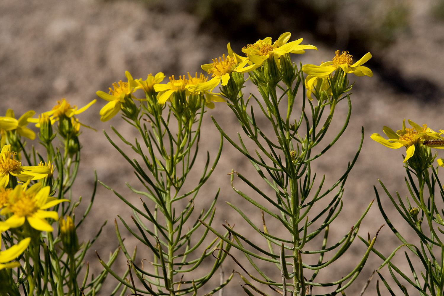 Senecio warnockii stem with long, linear leaves and multiple yellow flowers in a cluster