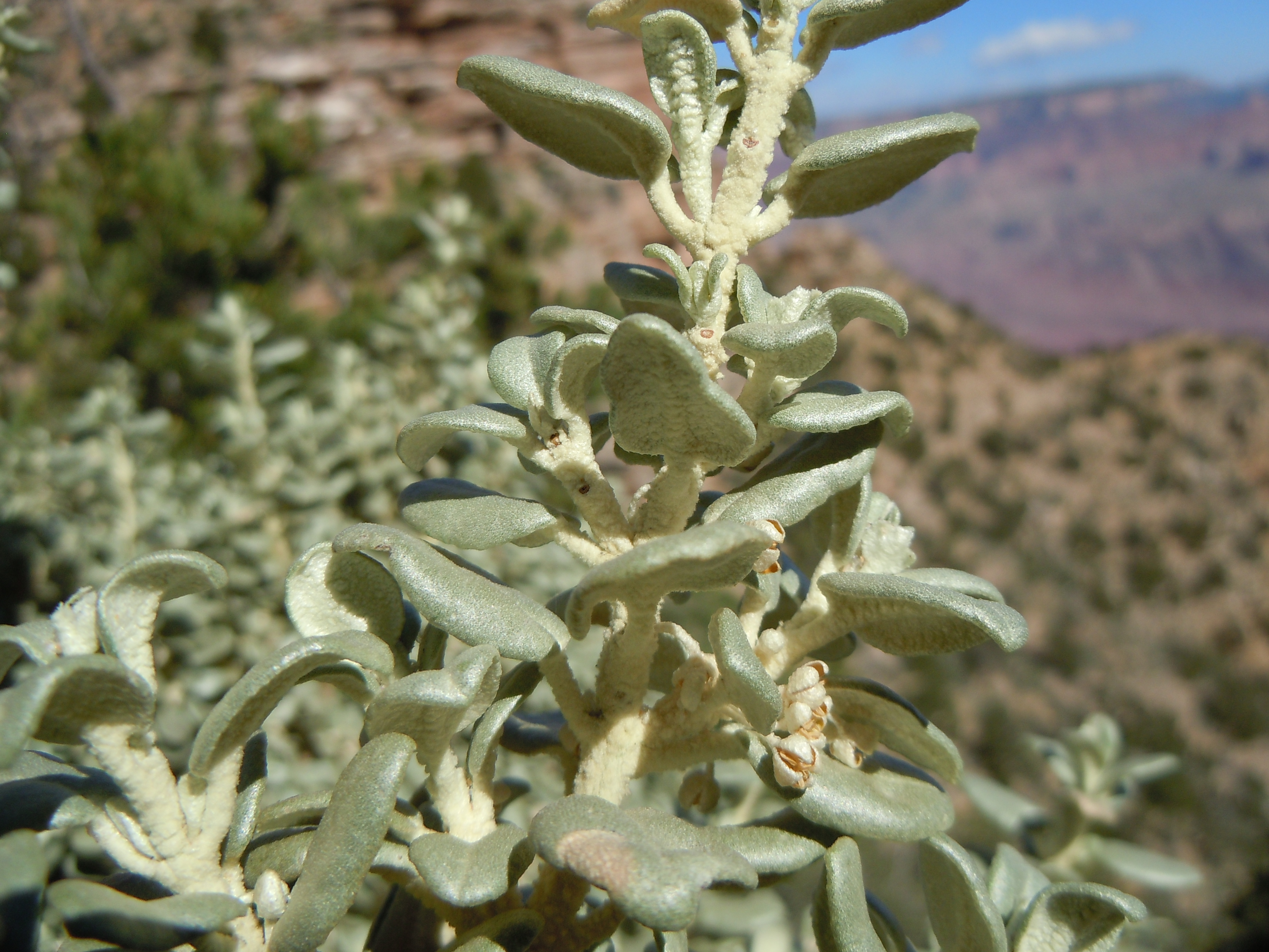 Stems with light green foliage that has a slightly curled appearance. Stems are slightly textured and light in color.