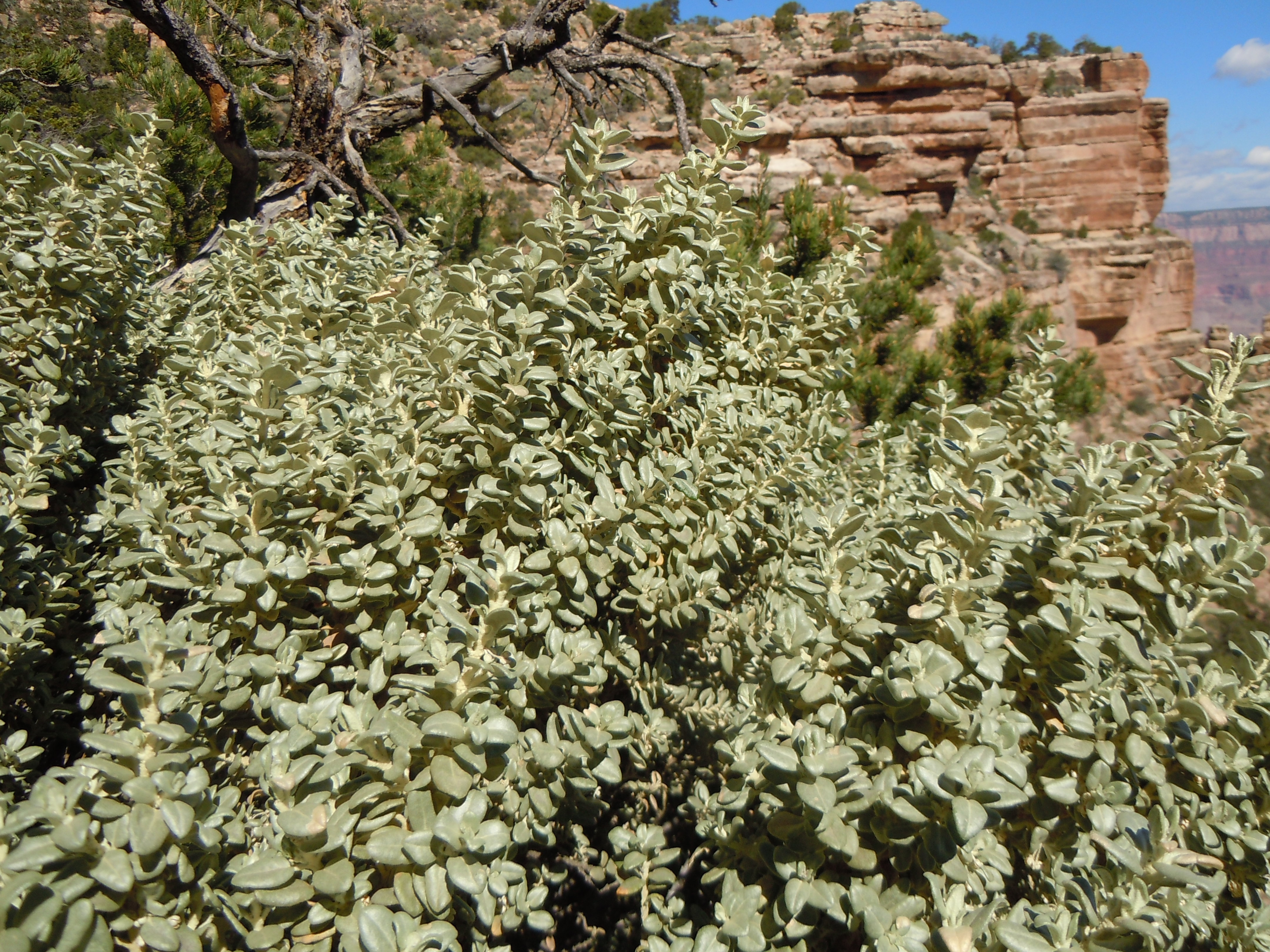 Dense foliage