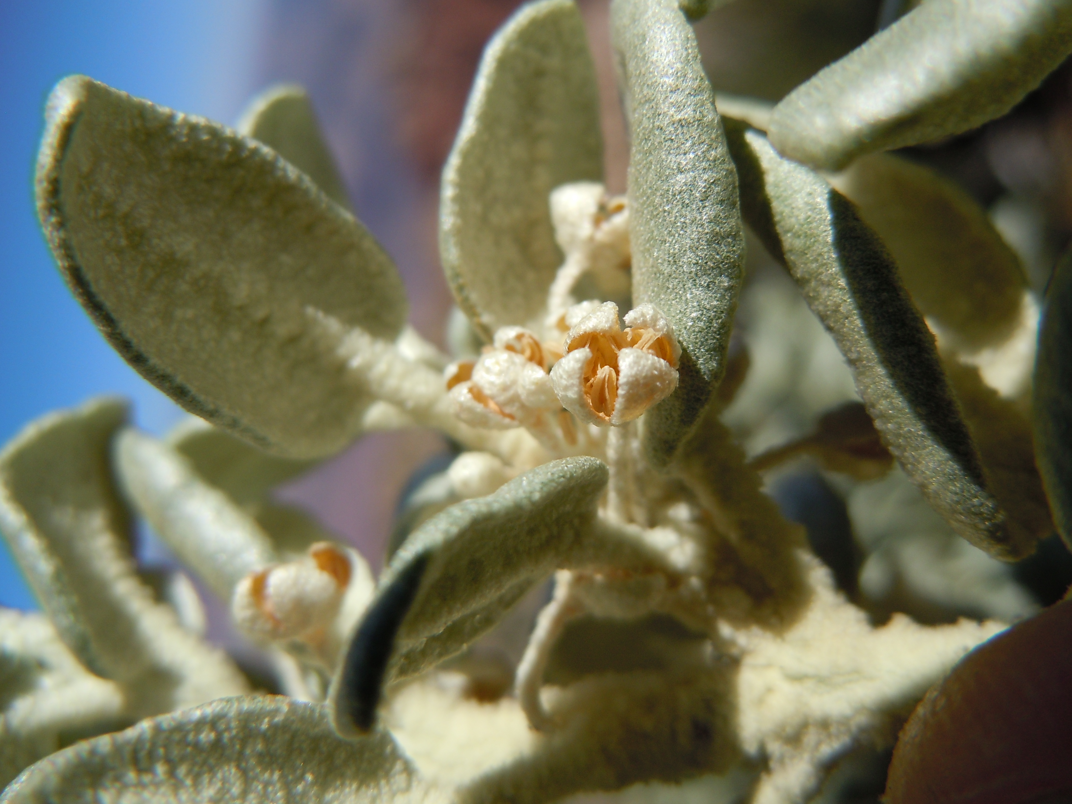 Flowers, which are a cream and orange. They are surrounded by dusky green leaves.