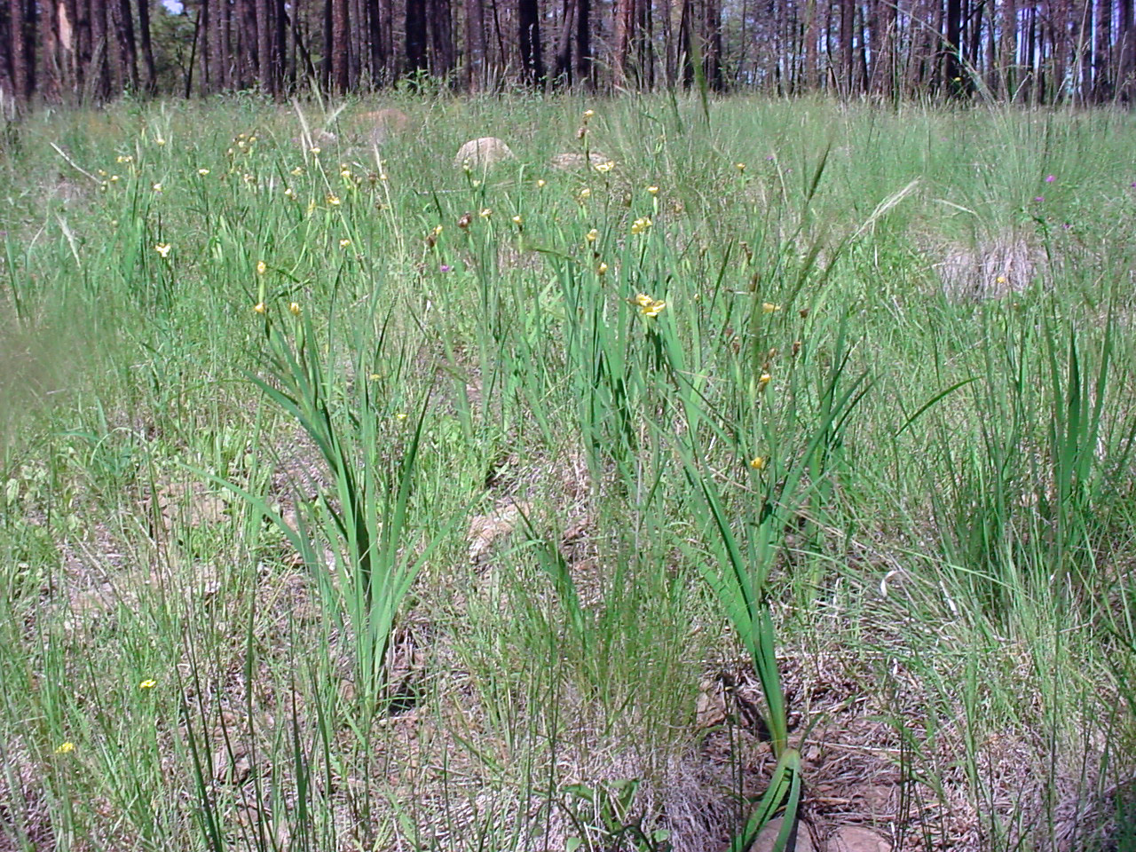 Sisyrinchium arizonicum growth habit, very much like grasses