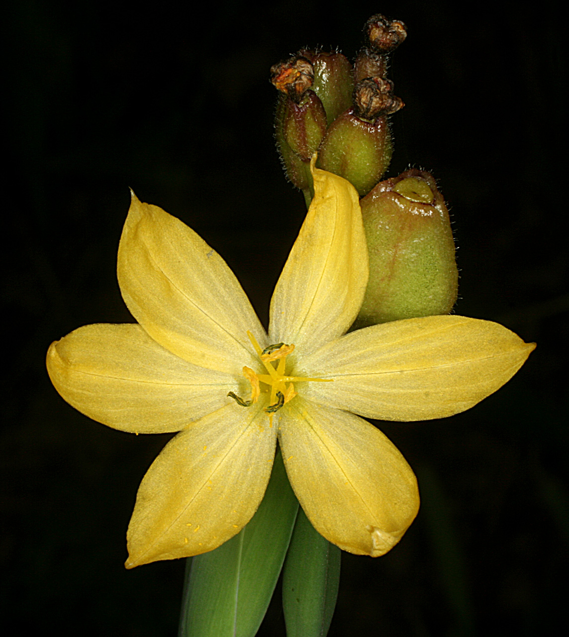 Yellow flower and seed capsules of Sisyrinchium arizonicum