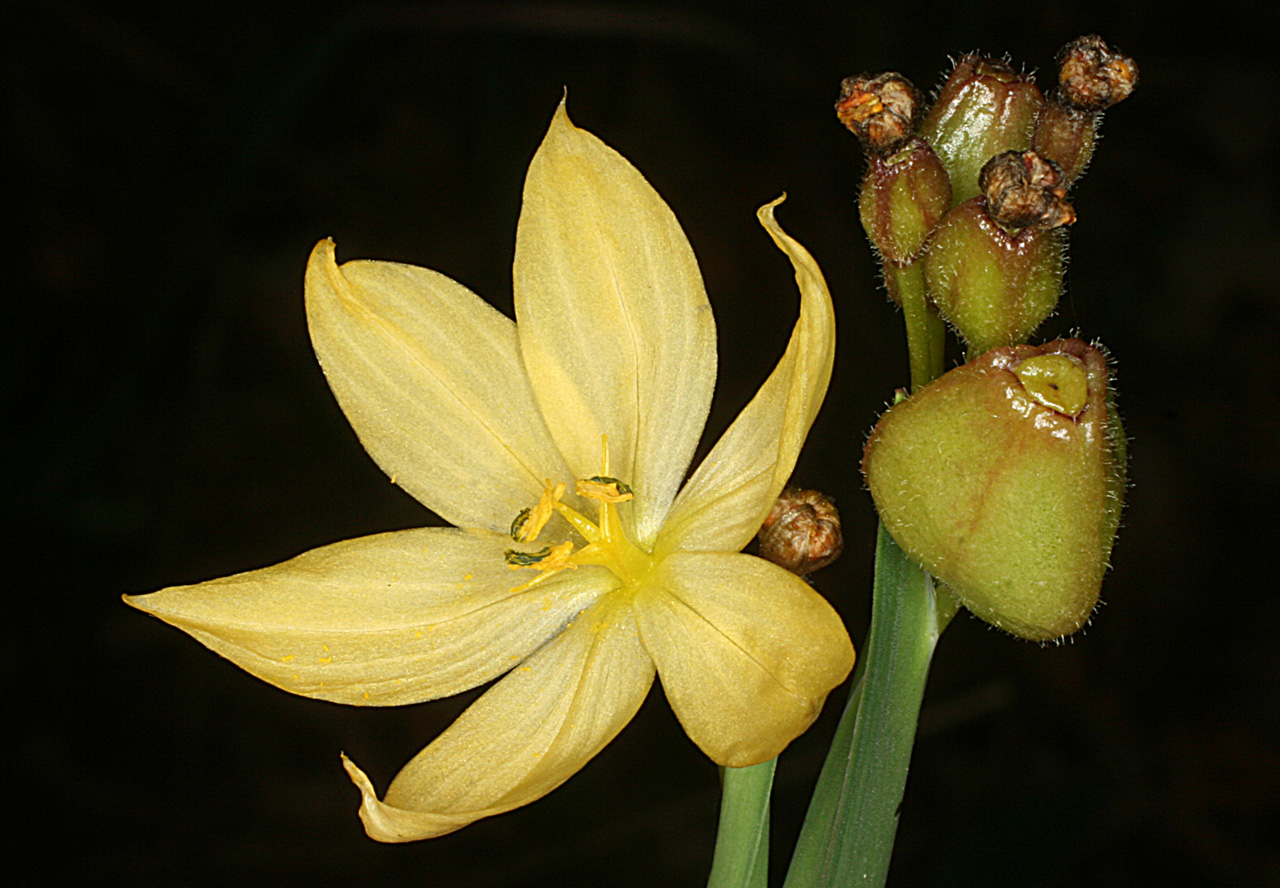 Yellow flower and seed capsules of Sisyrinchium arizonicum