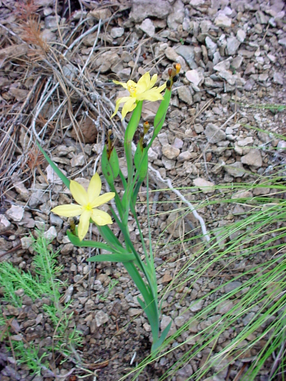 Sisyrinchium arizonicum showing small stature of plan