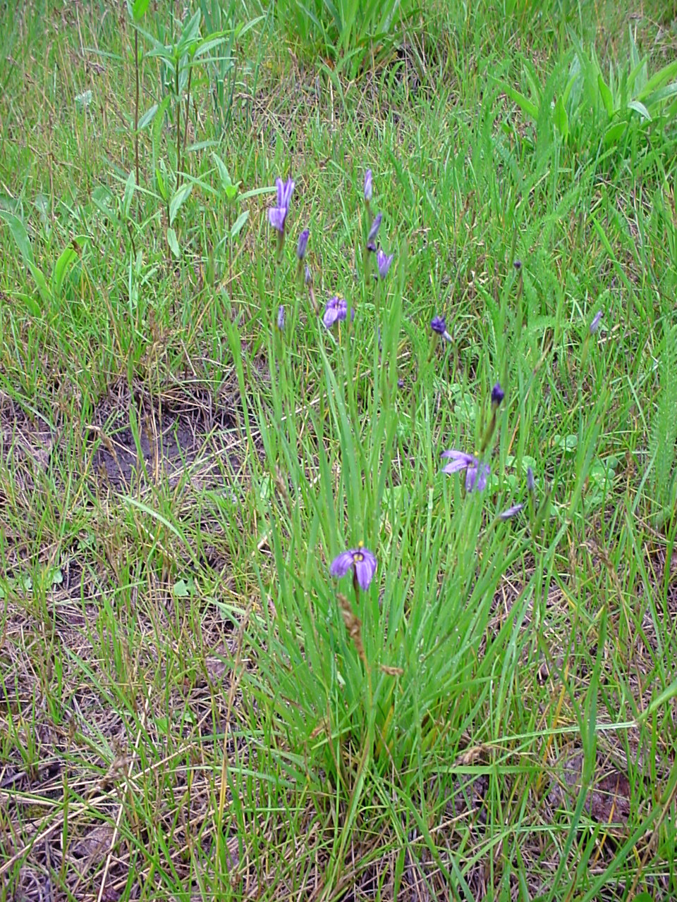 Sisyrinchium demissum, showing blue/purple flowers and grasslike growth habit