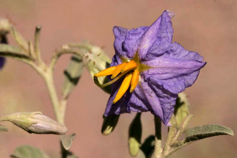 Close-up of stem and purple flower of Solanum elaeagnifolium