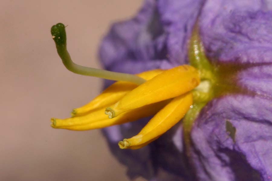 close-up of purple flower with yellow center and dusty gray/green foliage.