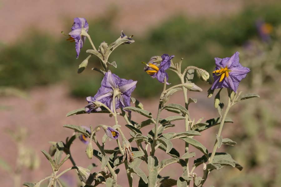 Stems and purple flowers of Solanum elaeagnifolium