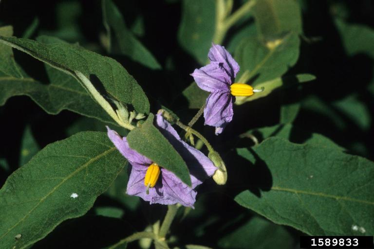 Solanum dimidiatum has five-pointed purple flowers with yellow centers and simple leaves with wavy margins.