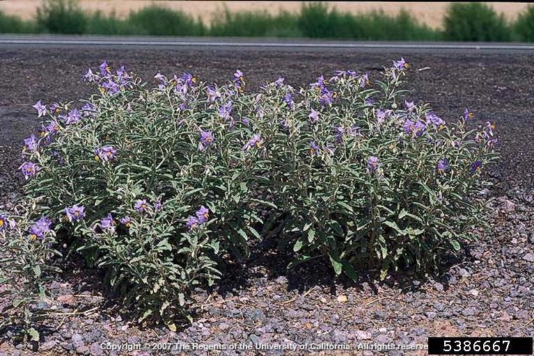 Growth habit of Solanum dimidiatum