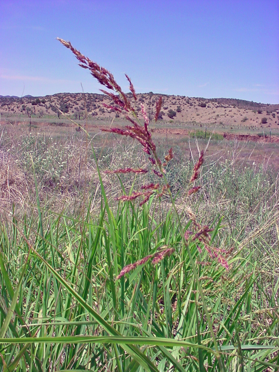 tall purple seedhead with green grass below and sparsely treed hills in the background