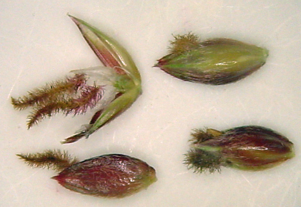 Close-up of green and brown seeds with fuzzy tips