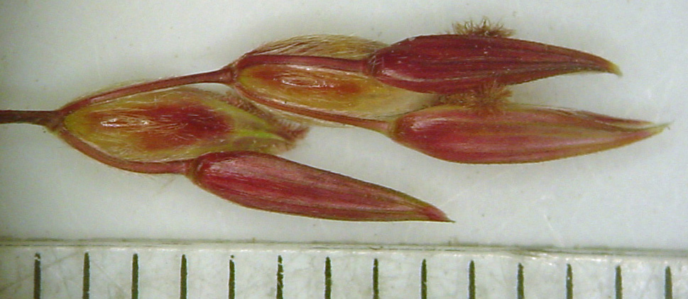 Close up of reddish group of seedheads beside a ruler, showing a length of 13 mm