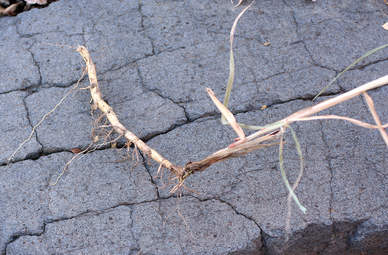 white/tan bare rhizome and stalk of grass against a rocky background