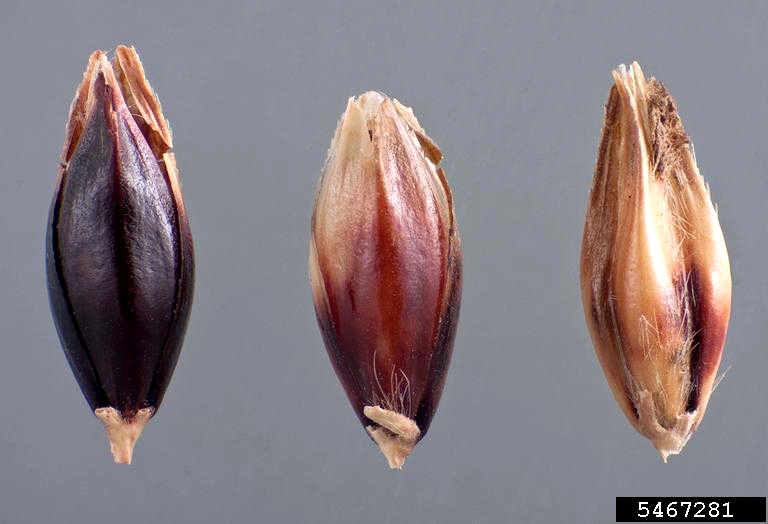 Seeds of johnsongrass