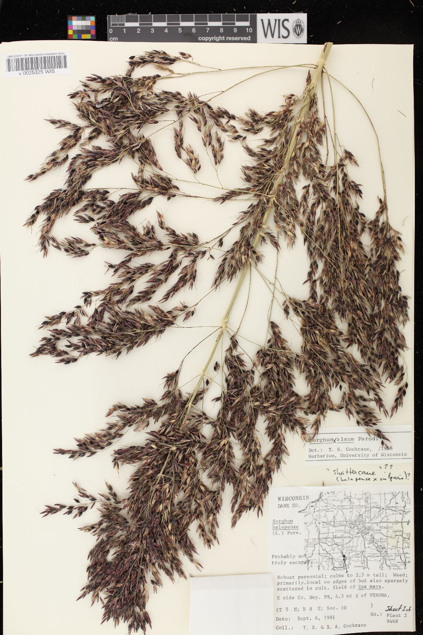 Herbarium specimen of a grass stalk with many large floppy seed heads, pressed.