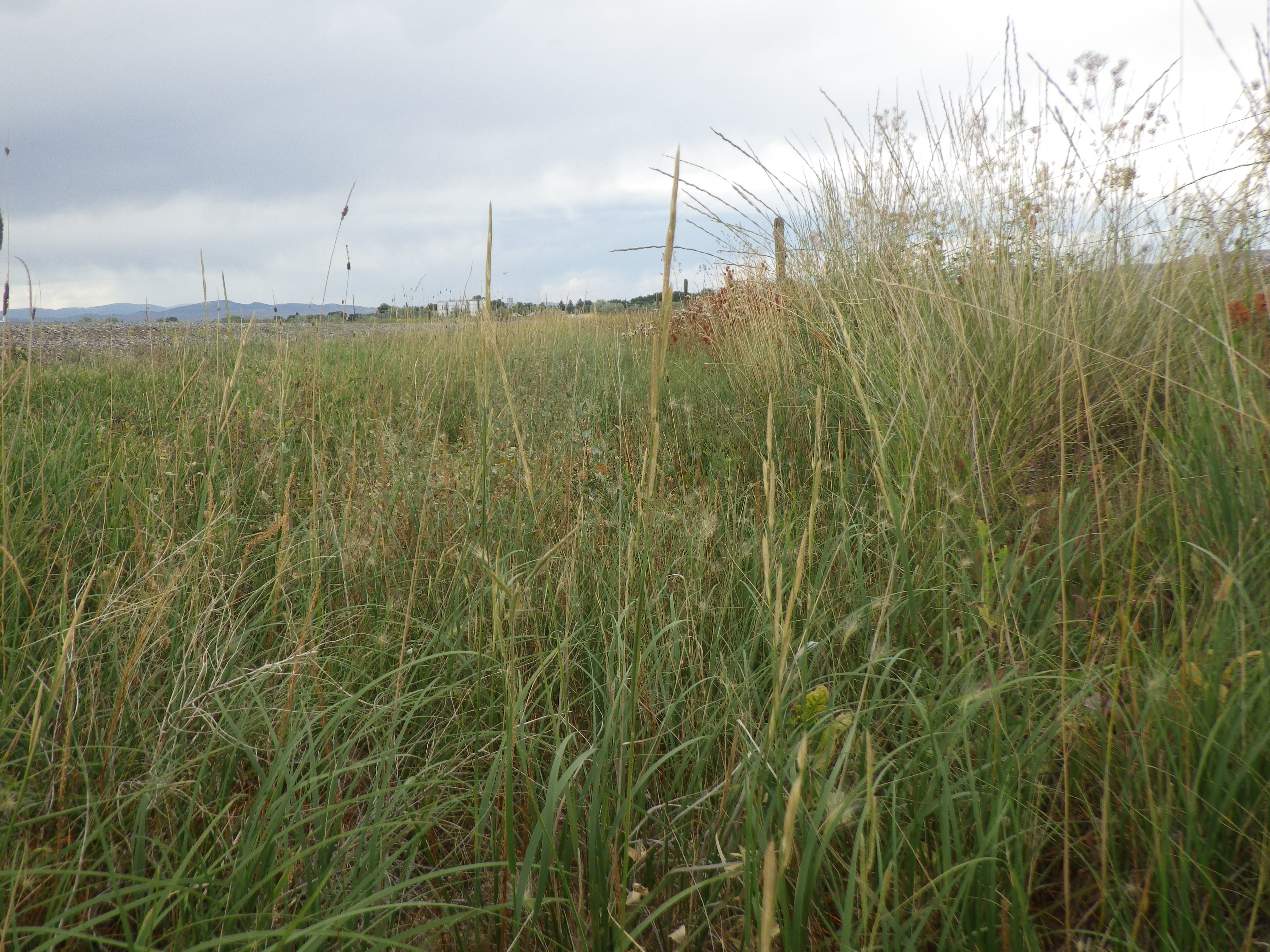 View of a patch of alkali cordgrass showing grassland habitat