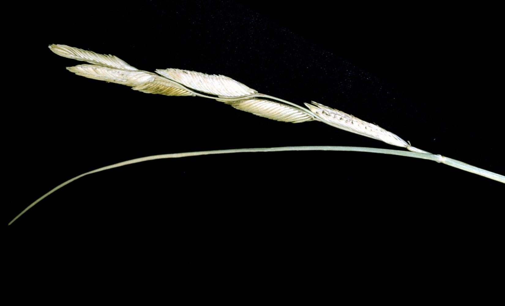 Extreme close-up of dried seeds on seedhead/stem, with black background.