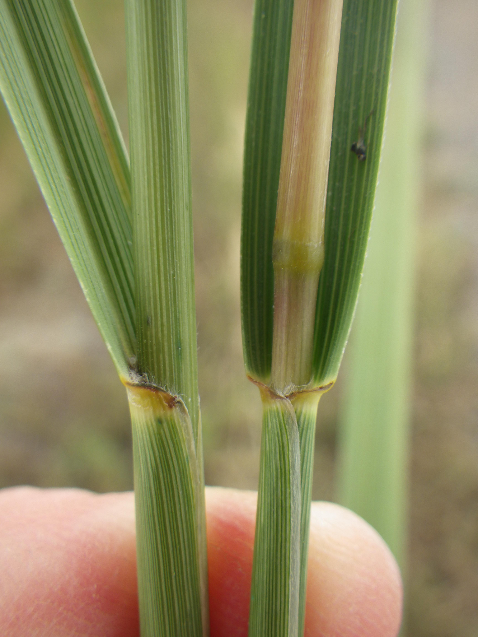 Leaf blades surrounding stem