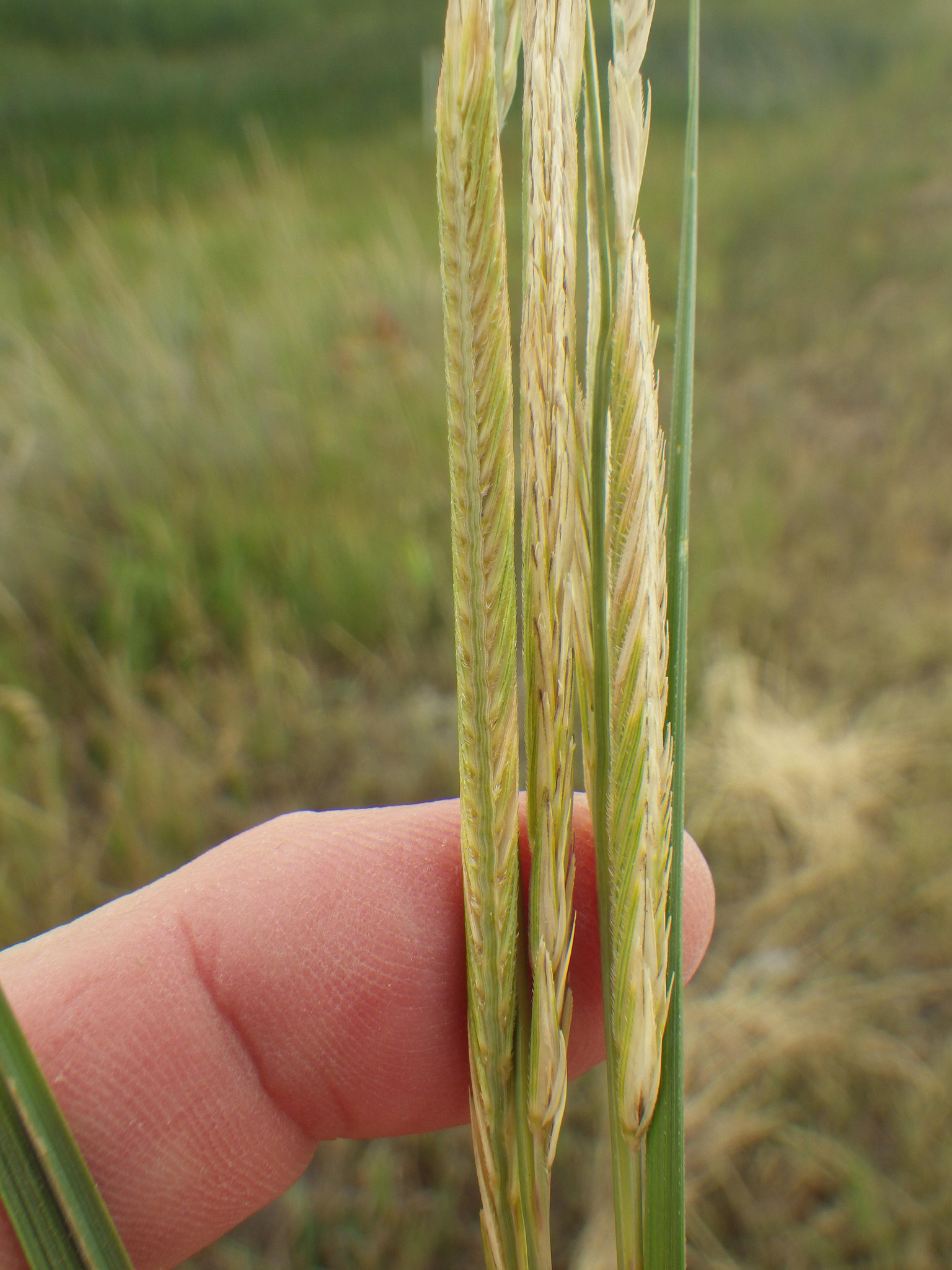 Close-up showing close seed arrangement on spikelet