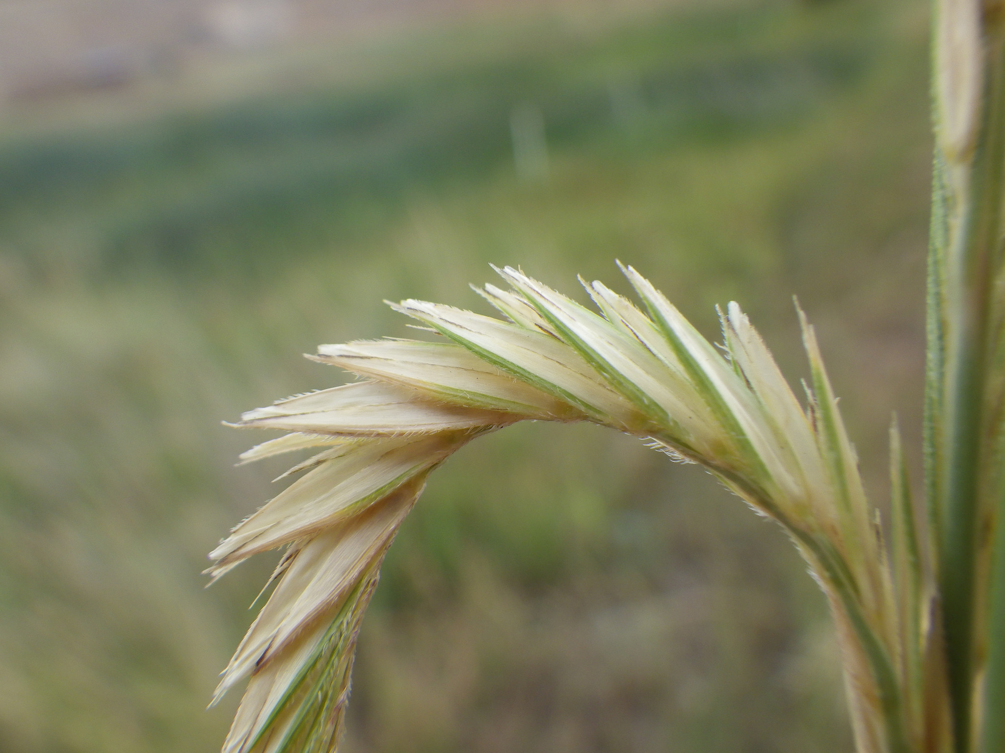 Close-up of seedhead