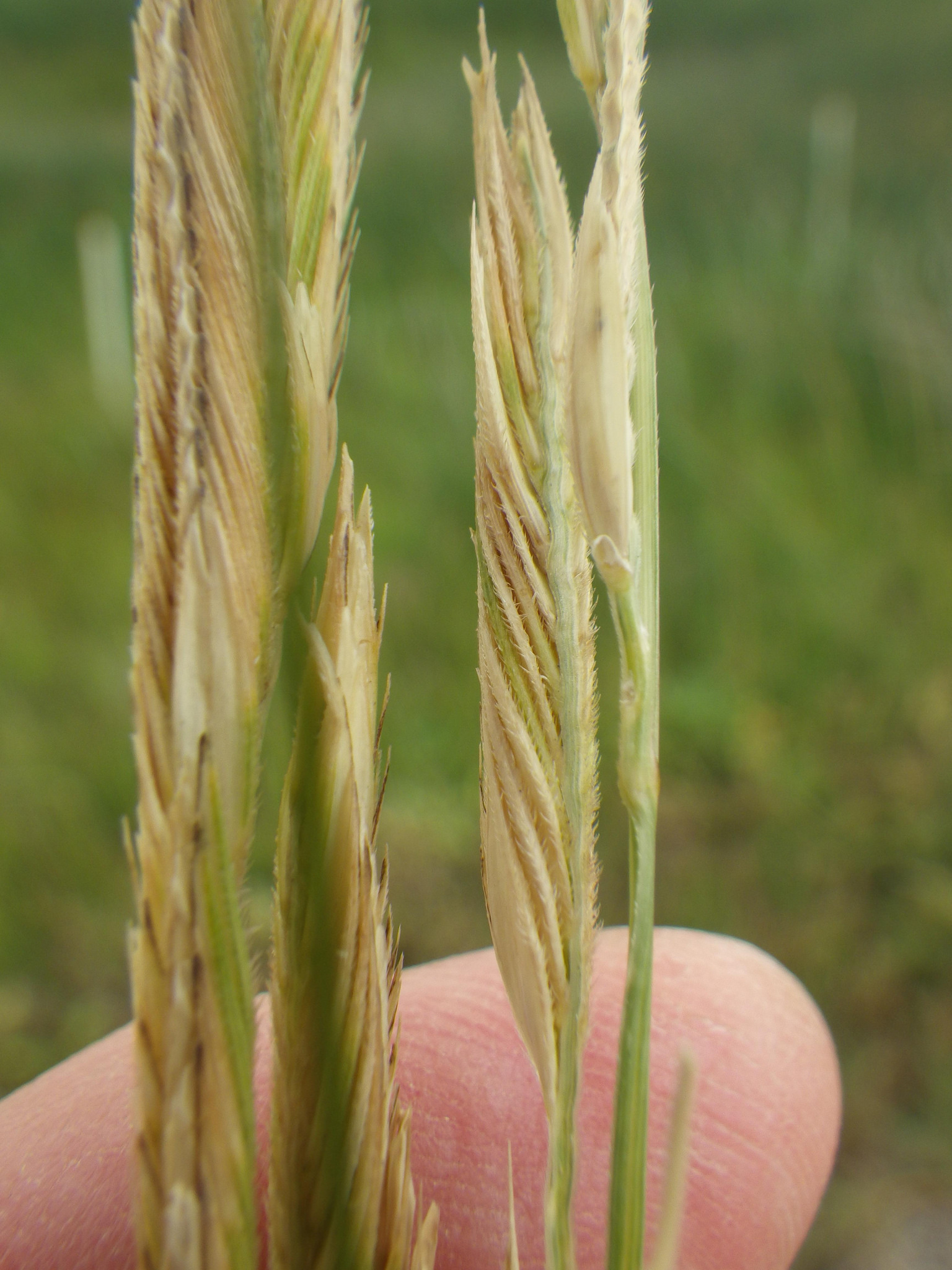 Golden color of spikelet and seeds