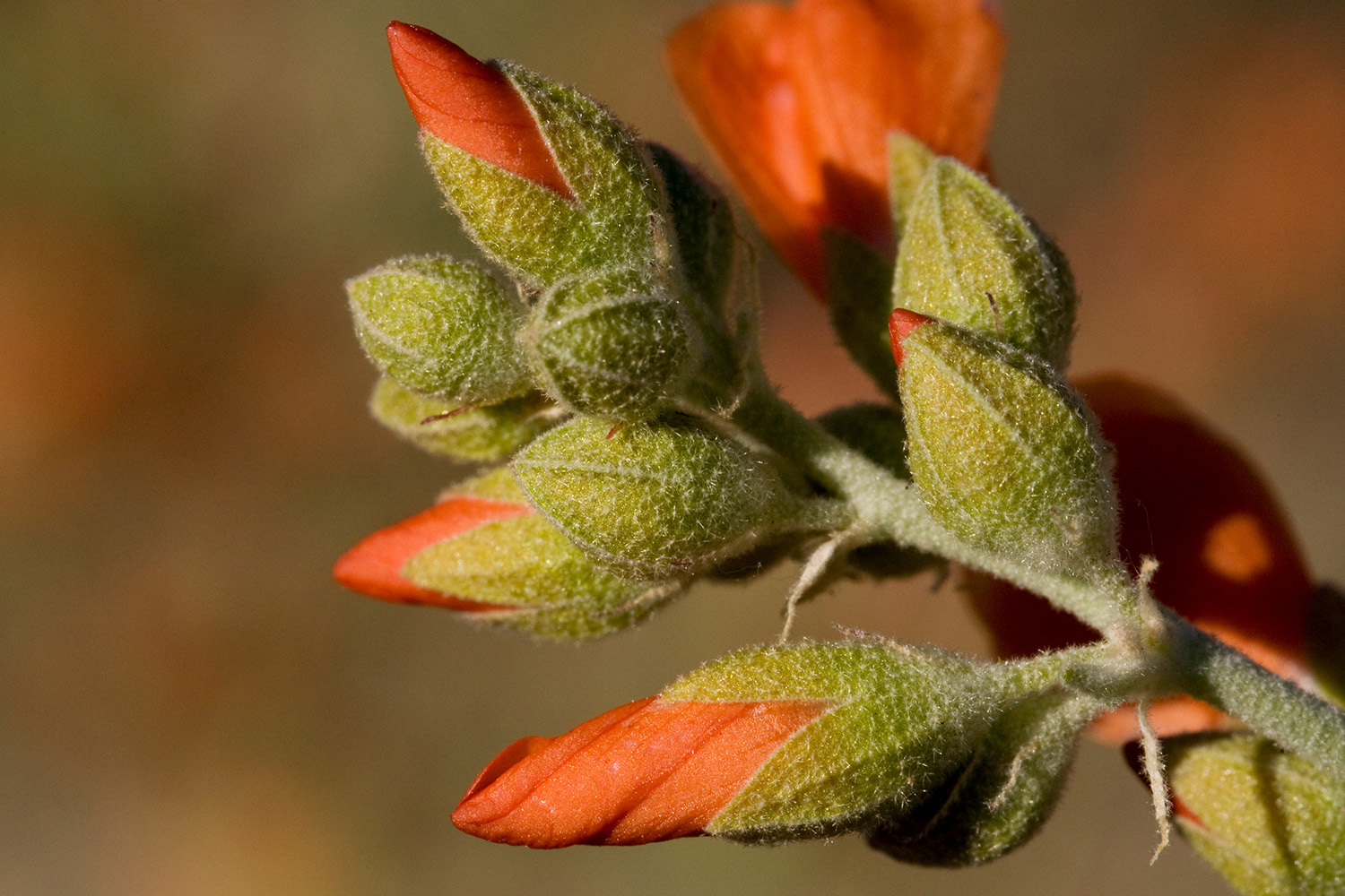 Bud just beginning to open. Red-orange petals are peeking out of fuzzy, green sepals.