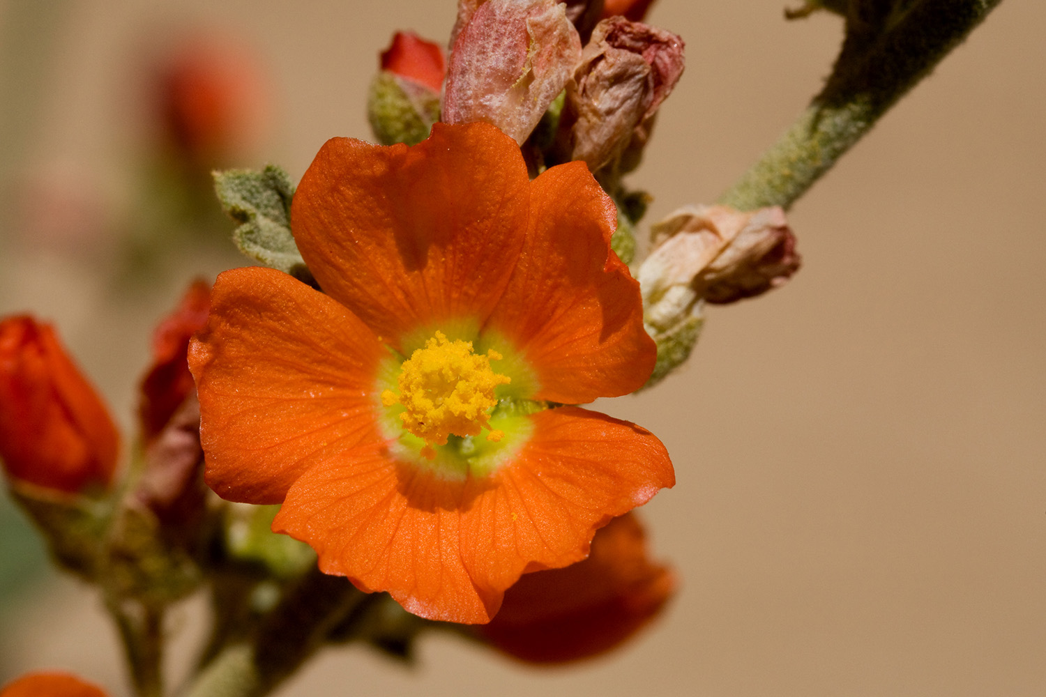 Open blossom with five red-orange petals that are yellow toward the center of the flower.