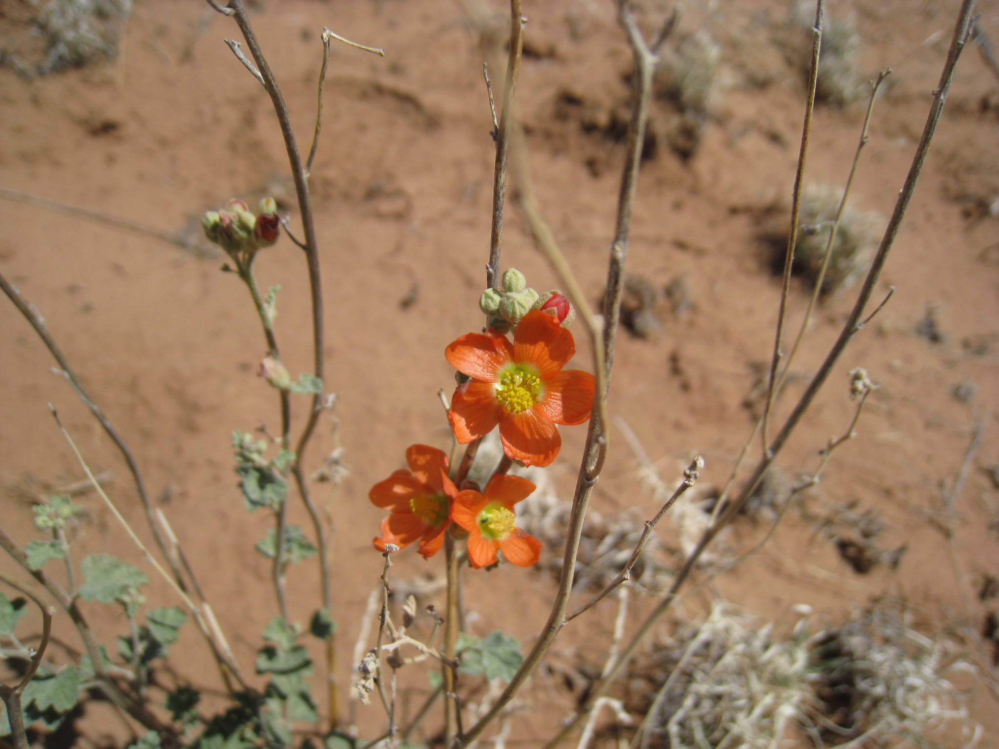 Arrangement of flowers along the otherwise bare stalk