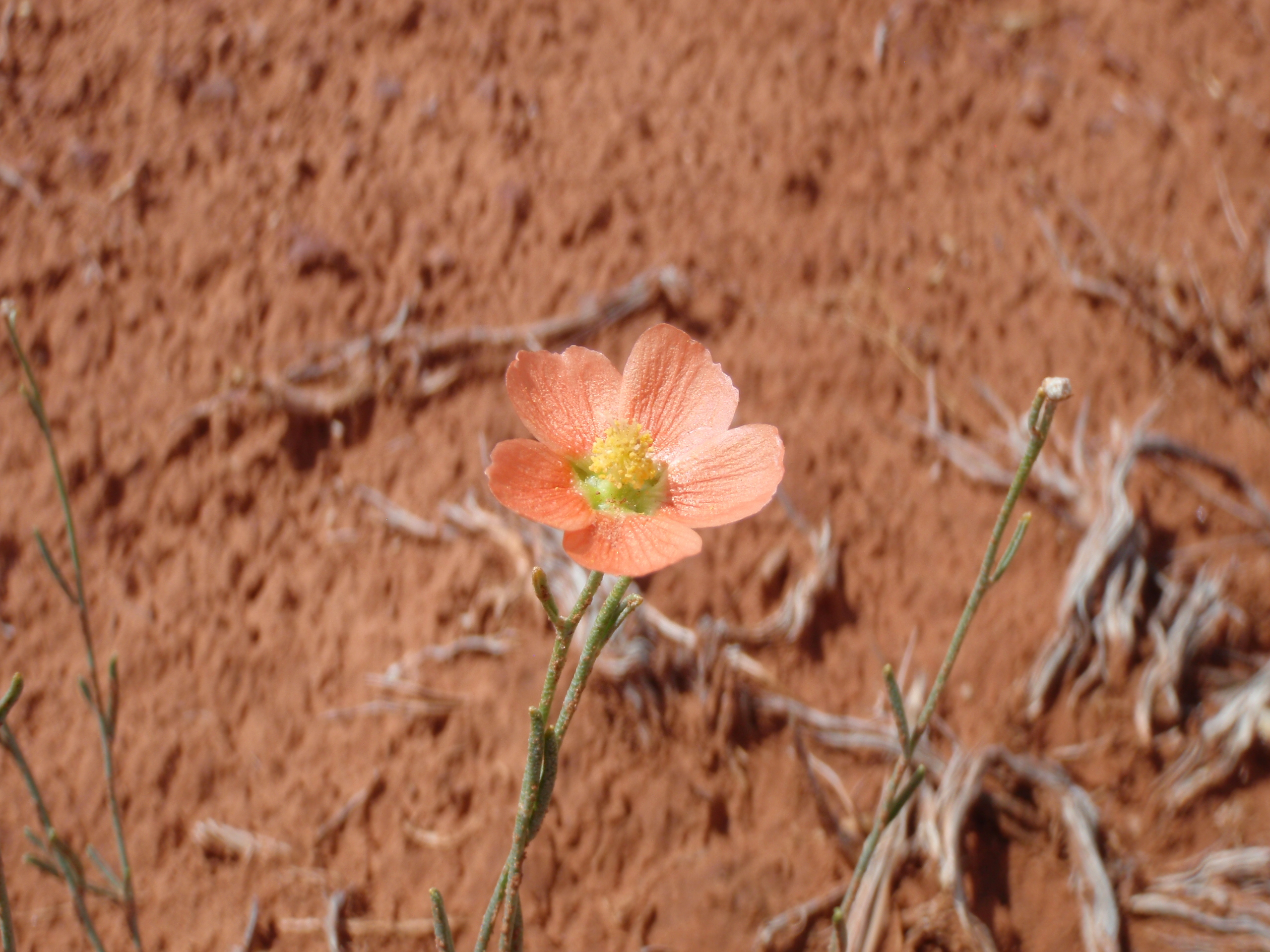 Open blossom with five red-orange petals that are yellow toward the center of the flower.