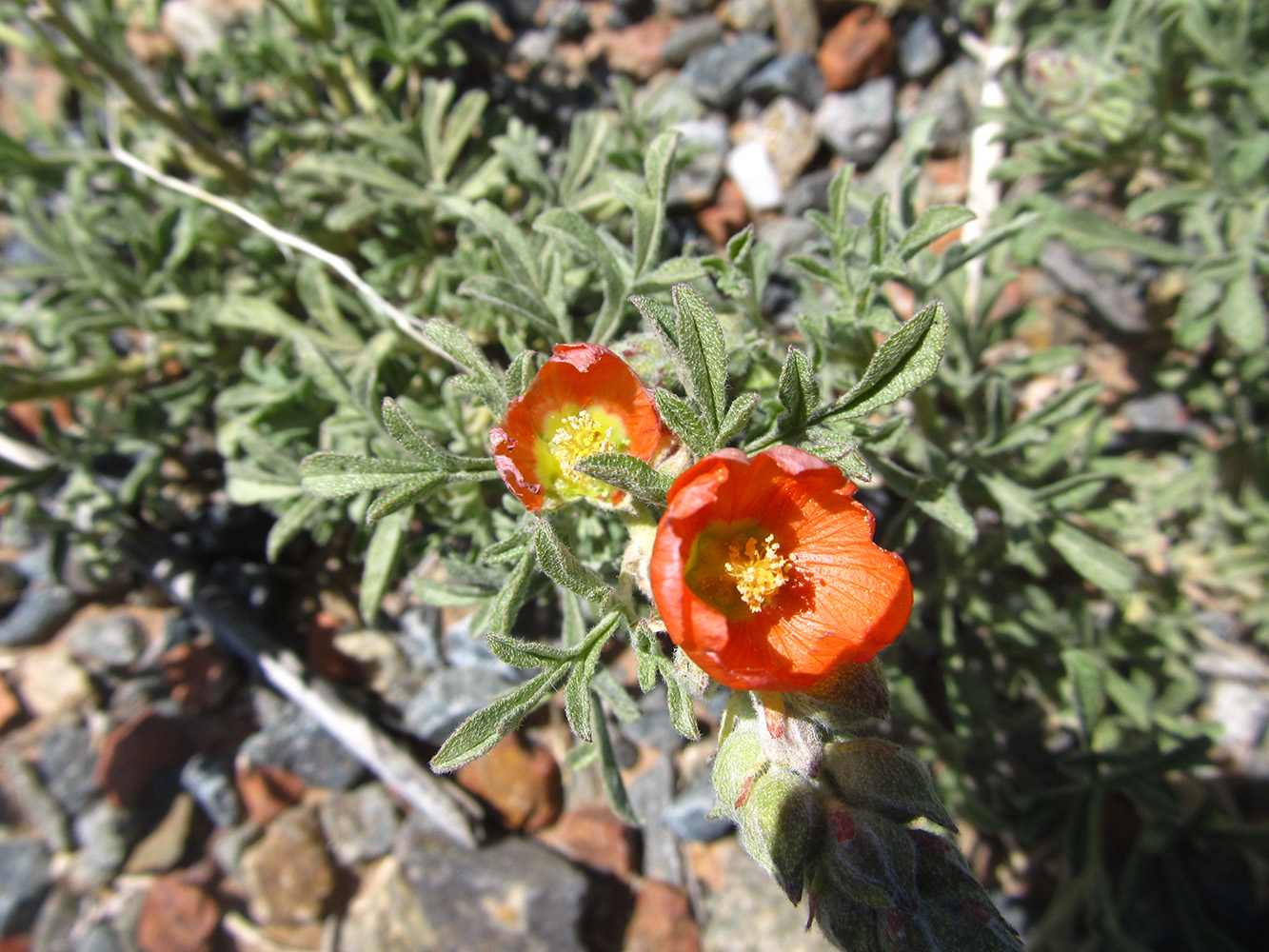 Close-up of green foliage with orange flower growing on a substrate of small rocks