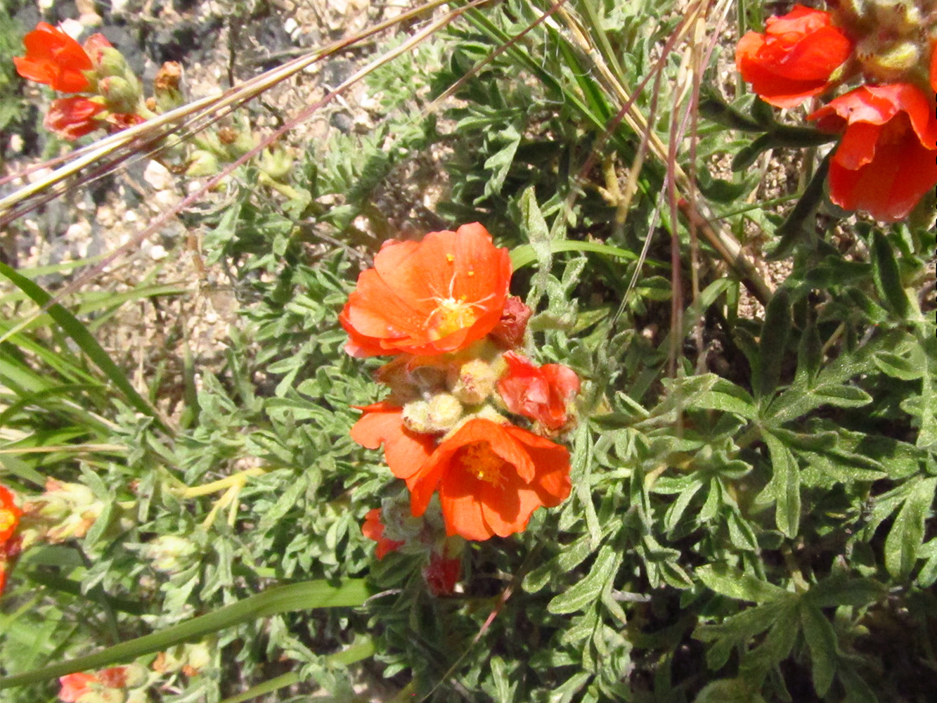 Close-up of green foliage and small orange flowers close together.