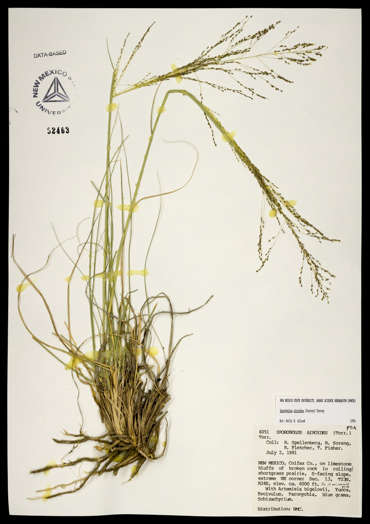 Alkali sacaton herbarium specimen