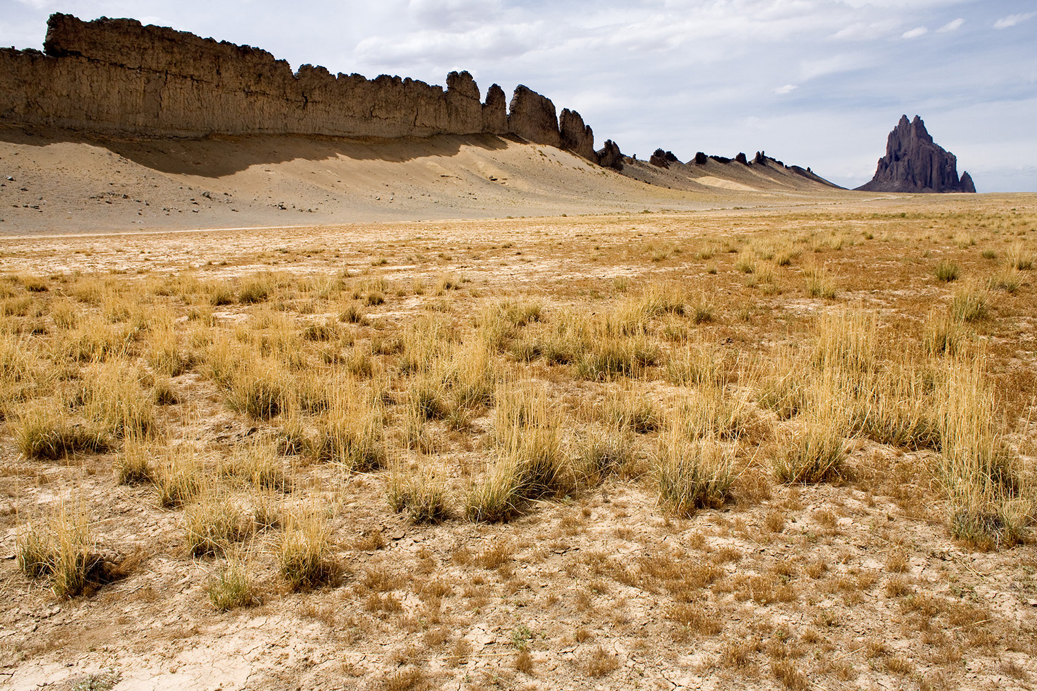 Alkali sacaton in the grassland landscape