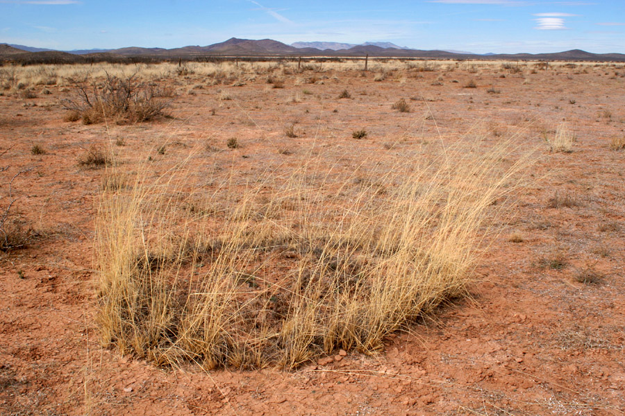 Alkali sacaton displaying its bunchgrass habit