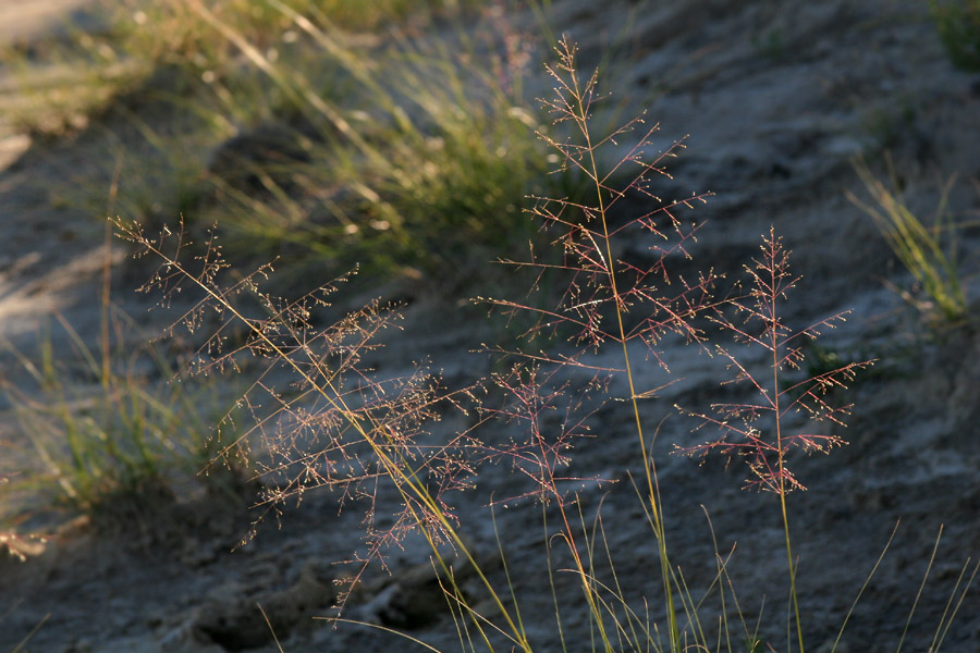 Close-up of delicately branched seedhead