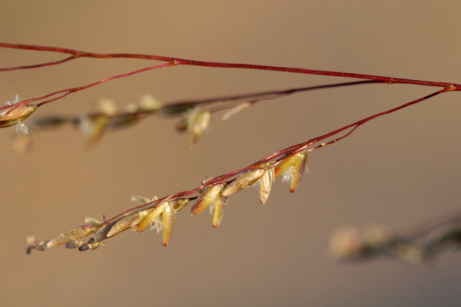 Seeds clinging to the delicate branches of the seedhead