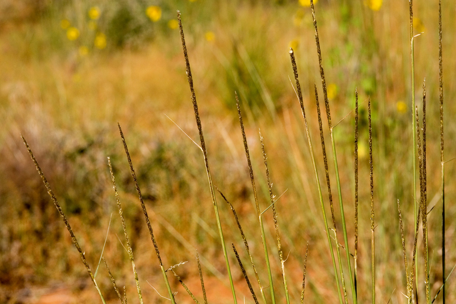 Thin, elongated seed spikes
