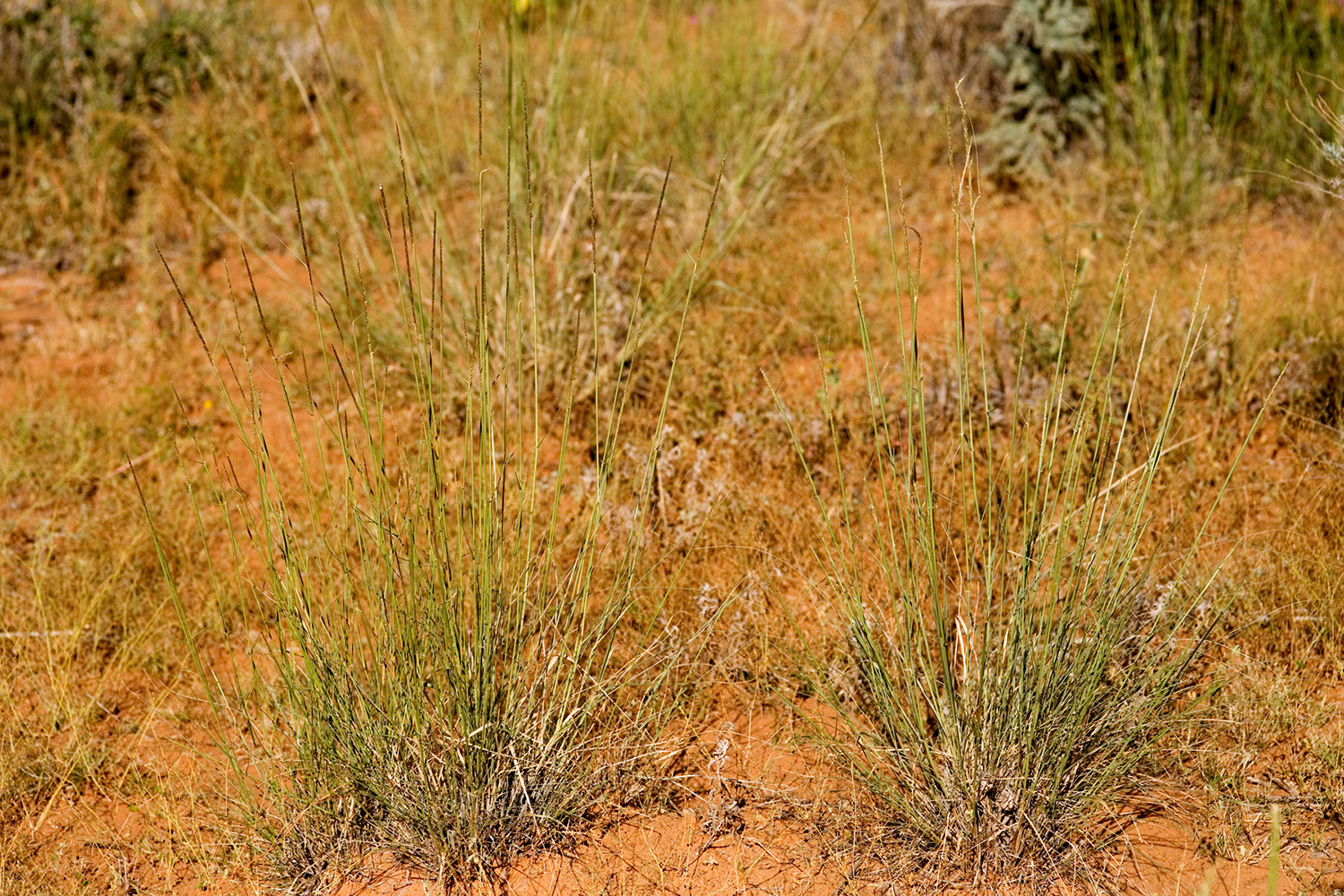 Bunchy growth habit with stems and seed spikes