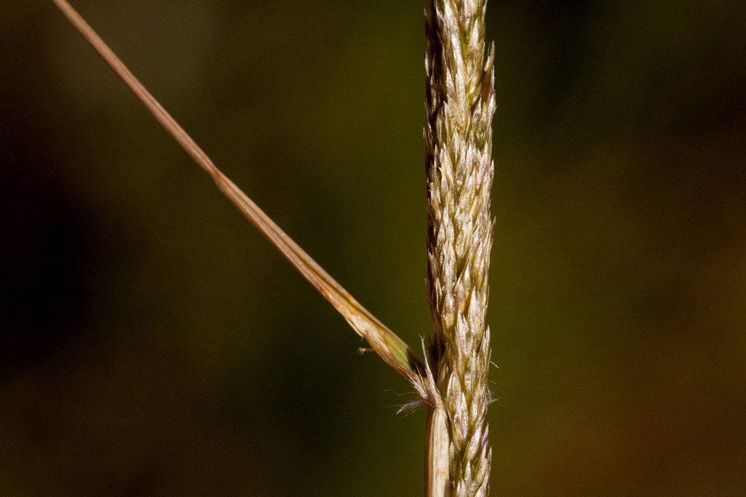Leaf sheath alongside a seed spike