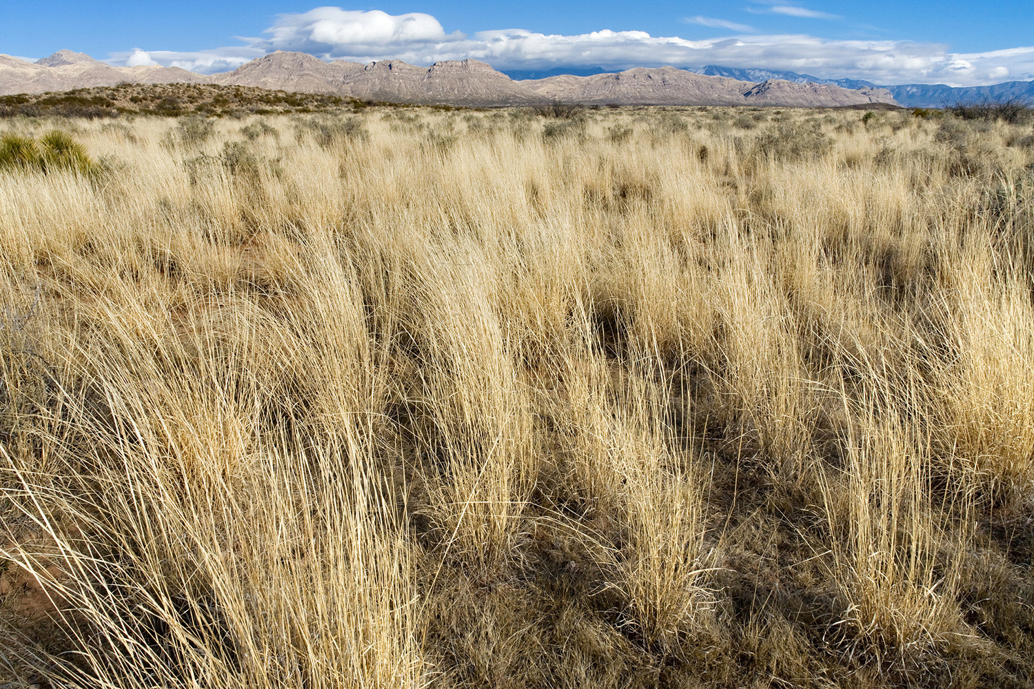 Grassland habitat