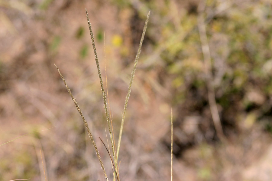 Three slender grass stalks with seeds.